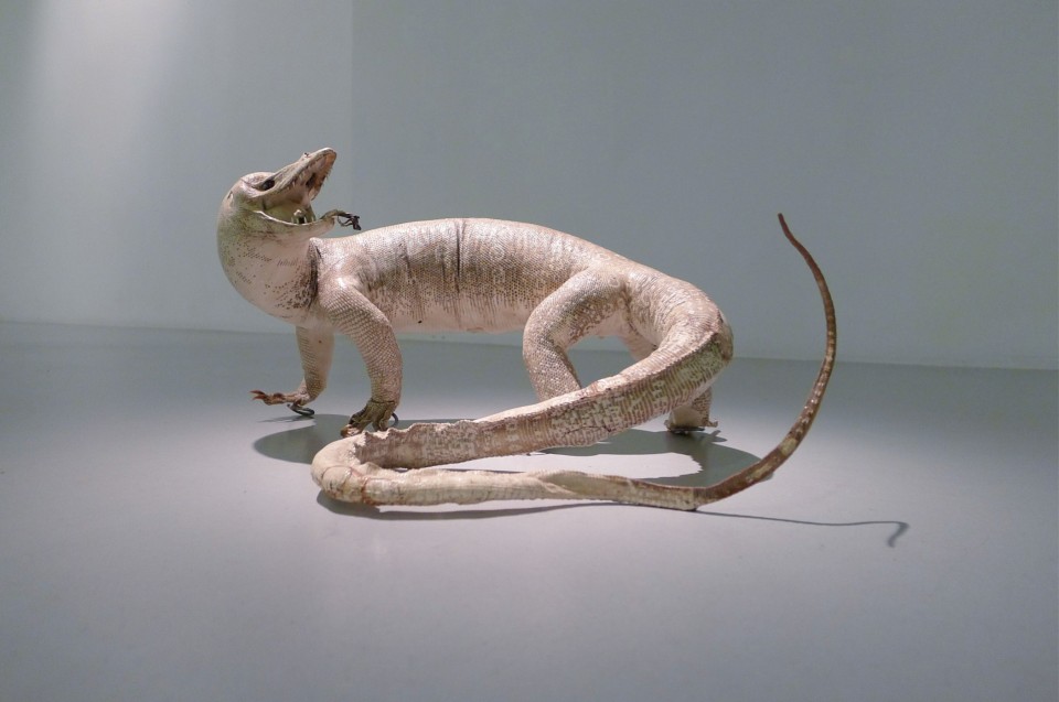 Sentenced to Life, 2014, embalmed animal, 18 x 37 x 34 cm